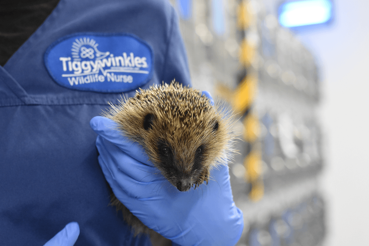 Create a heavenly haven for hedgehogs in your Spring Garden
