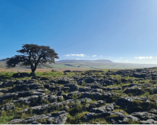 Bedmaker in new collaboration with Wild Ingleborough