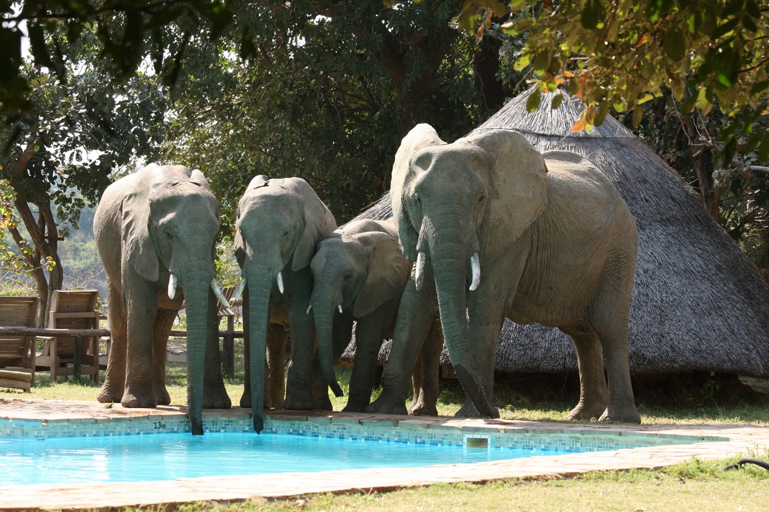 Elephants-drinking-from-pool