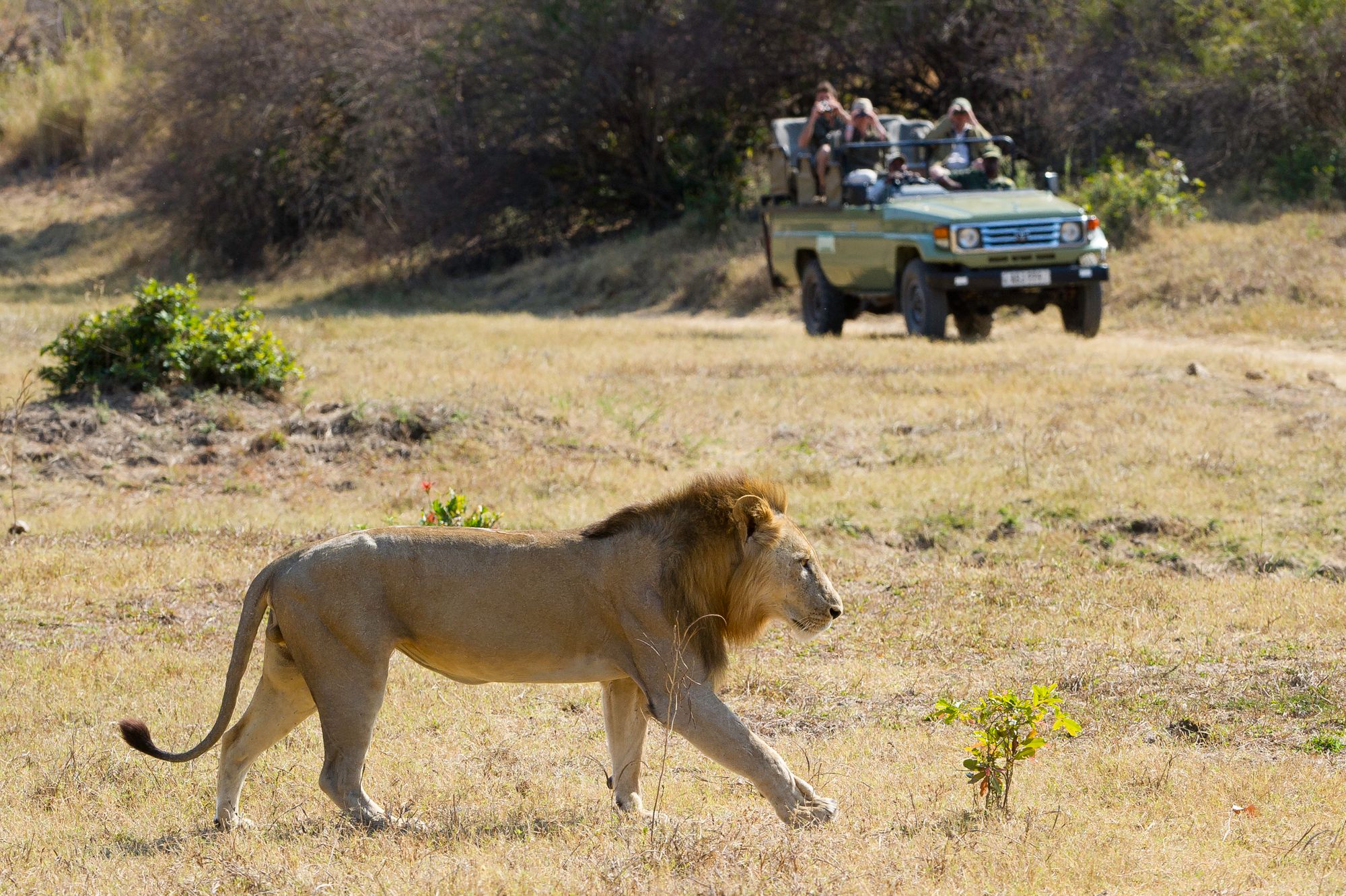 Game-drive-with-lion-large
