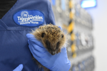 Create a heavenly haven for hedgehogs in your Spring Garden