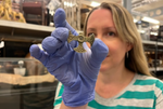 City's tiny Saxon treasure has a big story to tell