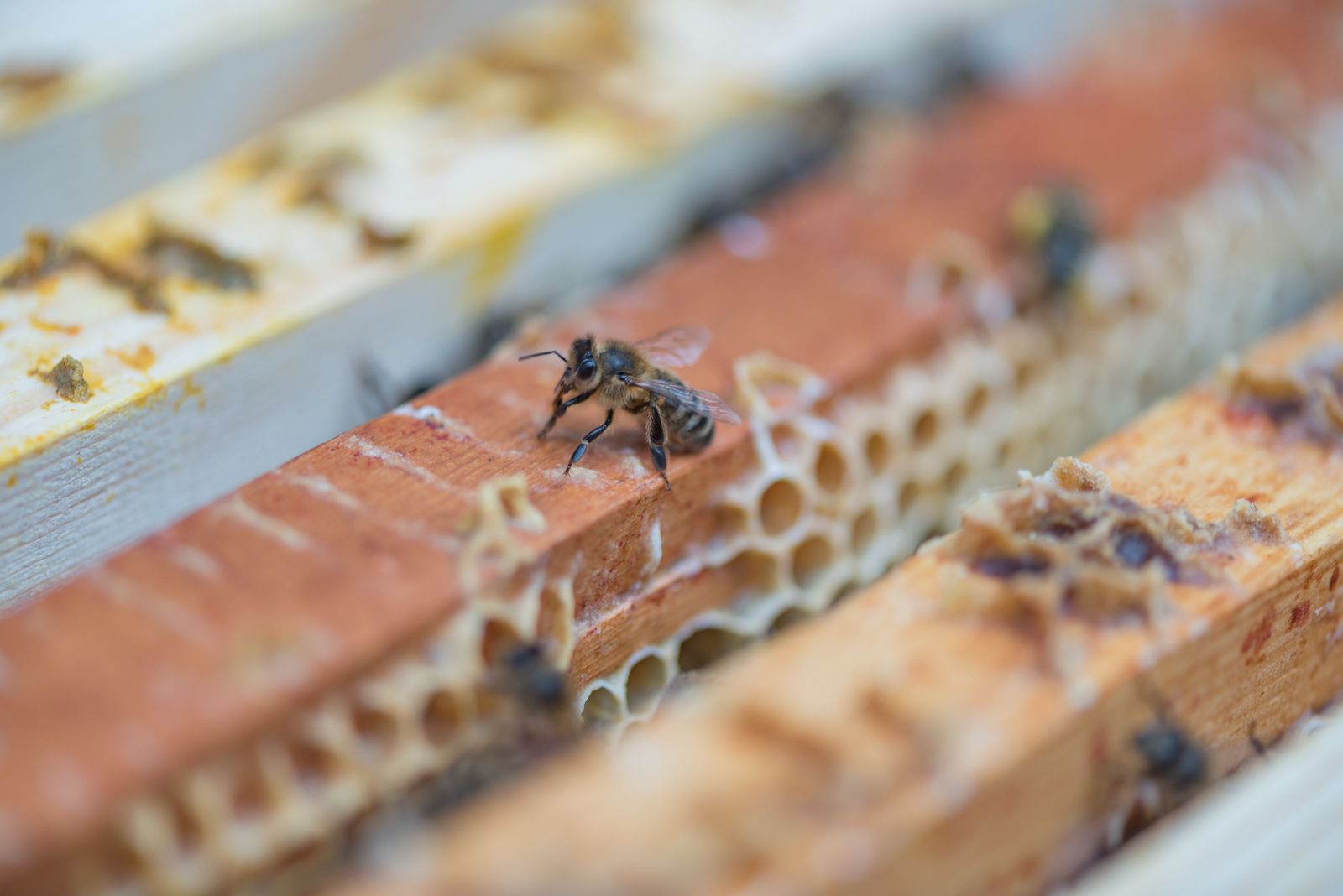 MEPC hosts virtual beekeeping lesson