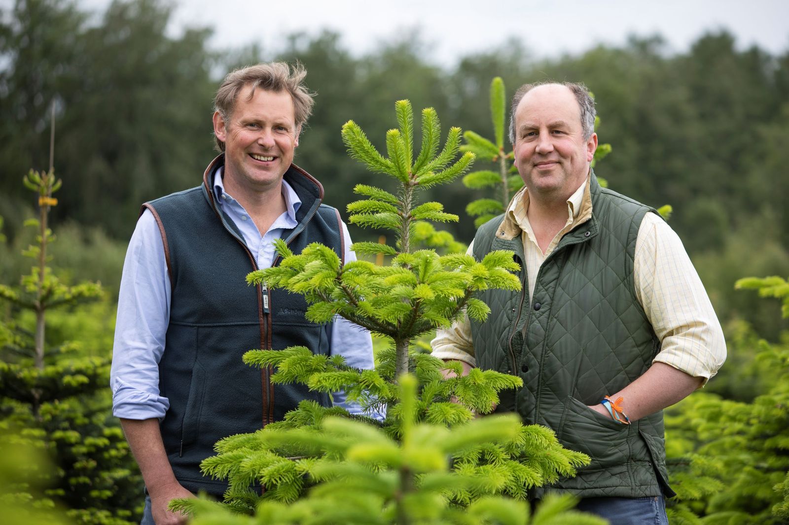 Yorkshire Christmas tree producer prepares for record-breaking year
