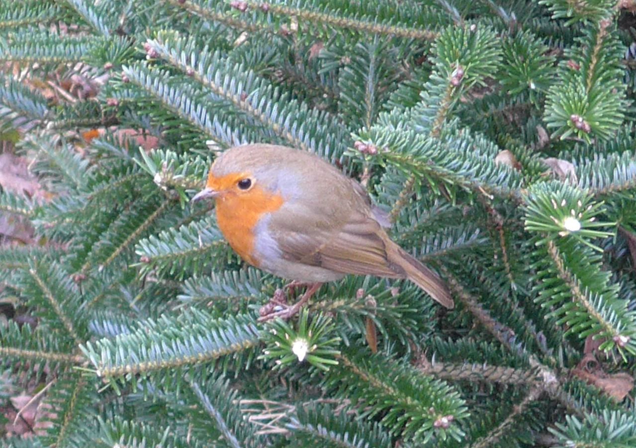 New studies show incredible environmental benefit of real Christmas trees in the UK
