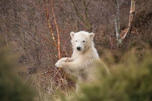 Yorkshire Wildlife Park to welcome new polar bear