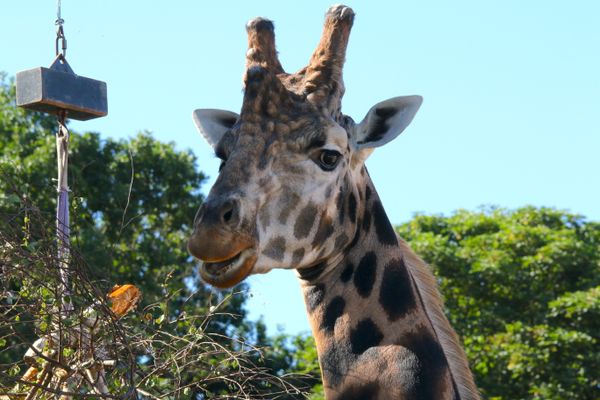 Yorkshire Wildlife Park has re-opened with a big splash