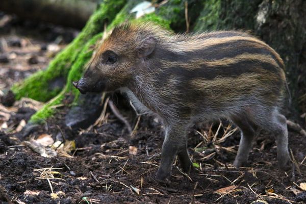 Yorkshire Wildlife Park has welcomed an extremely cute and unexpected new arrival