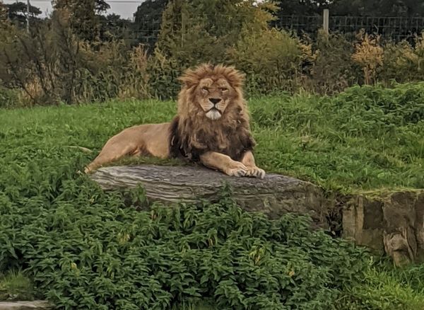 Is there wildlife in Yorkshire