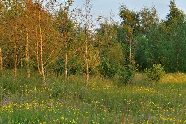 Pioneering Yorkshire charity launches community nature project