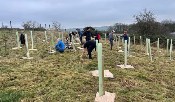 Woman edges closer to goal of growing 5,000 trees by her 85th birthday